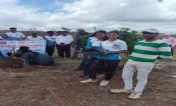 Tree Plantation